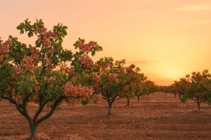  بازار جهانی پسته و رشد صادرات در سال‌های اخیر